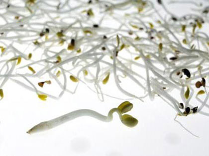 Trung Quốc vừa bắt 8 nghi phạm chuyên sản xuất và bán giá đỗ độc