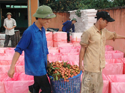 Thương lái Trung Quốc vơ vét vải thiều