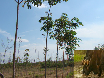 Mất rừng, đàn bò tót bị đe dọa