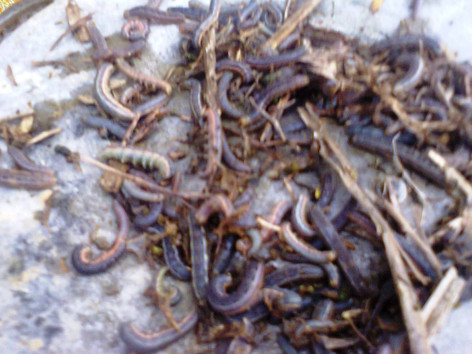 Sâu lạ tấn công ruộng vườn