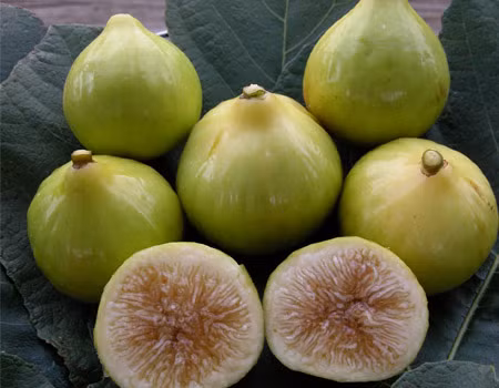 Quả sung chữa loét dạ dày, viêm khớp