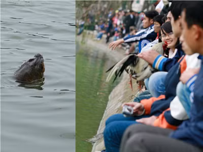 Rùa Hồ Gươm - bảo vật quốc gia?