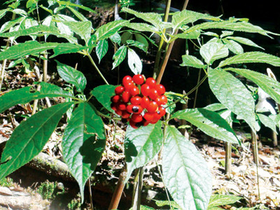 Ngọc linh sâm ma trận: Thật giả khó lường