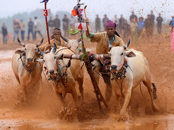 Hàng nghìn người Hà Nội đi xem đua bò