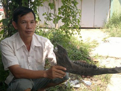 'Bộ xương khổng lồ ở Cà Mau là xương trâu rừng'