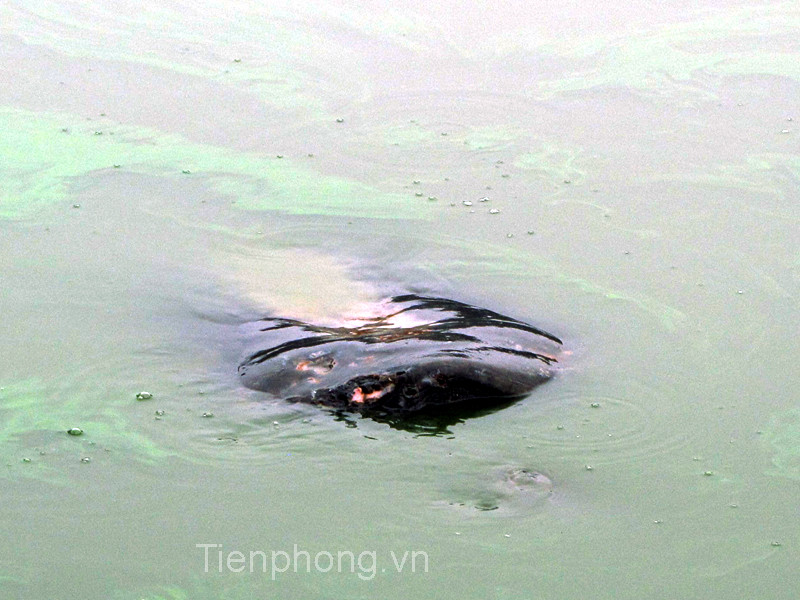 Tận mắt xem vết thương trên mai 'cụ' Rùa