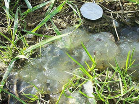 ‘Sinh vật lạ’ trong vụ rơi thiên thạch tại Nga?