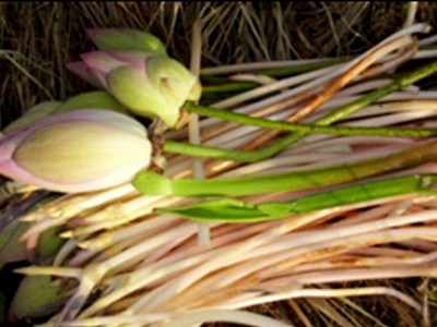 10 bài thuốc bổ thận, tráng dương