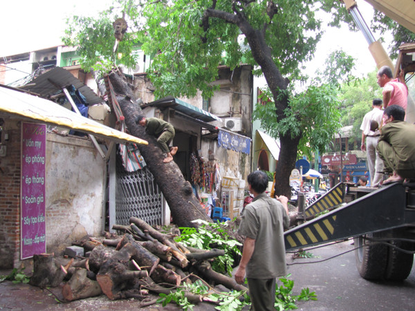 Nhân viên Công ty Công viên cây xanh Hà Nội đã có mặt kịp thời để khắc phục sự cố