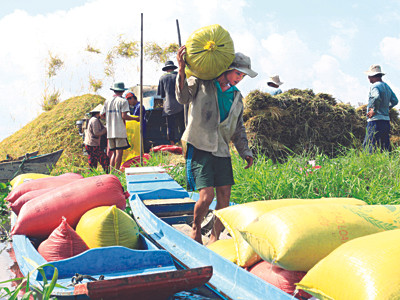 Làm nhiều lúa vẫn nghèo