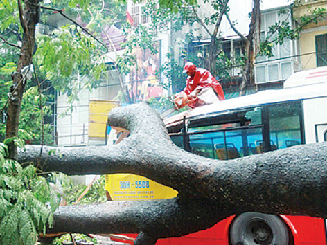Cây đổ bẹp xe, chết người: Ai phải bồi thường thiệt hại?