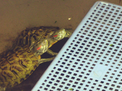 Rùa tai đỏ bị tạm giữ ở Sóc Trăng ngày 15-8