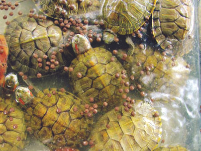 Tiêu hủy 40 tấn rùa tai đỏ trước 20-9