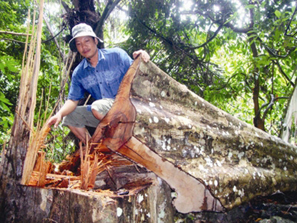 Rừng Quảng Bình đang bị tàn phá