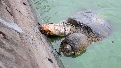 Cụ Rùa lại nổi với nhiều vết thương