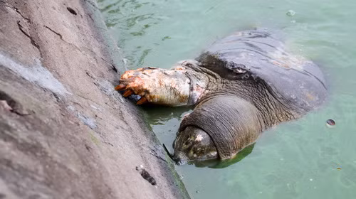 Cụ Rùa lại nổi với nhiều vết thương