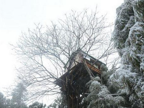 Xây nhà... trên ngọn cây