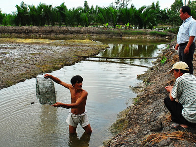 Vỡ trận bảo hiểm thủy sản
