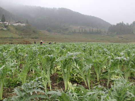 Khẩn cấp bảo vệ nguồn dược liệu