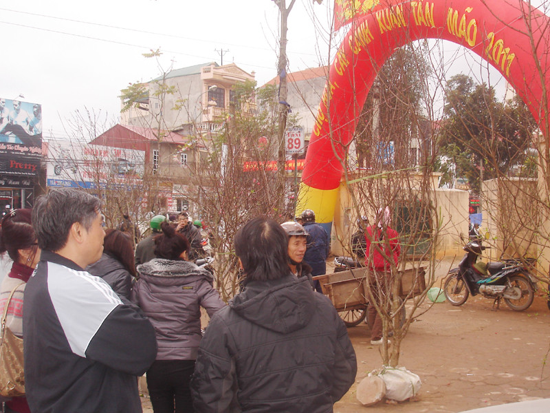 Đào tiên xuống phố