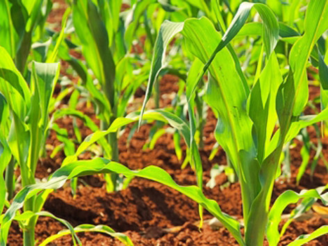 Ngô biến đổi gene đem lợi ích lớn cho nông dân