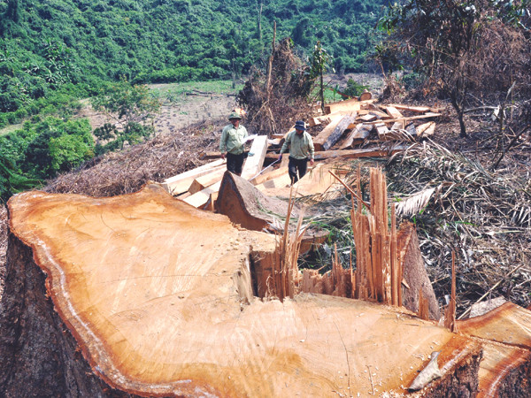 Những gốc cây cổ thụ tại rừng phòng hộ Sông Tranh bị đốn hạ vào cuối tháng 3-2012. Ảnh: Nguyễn Thành