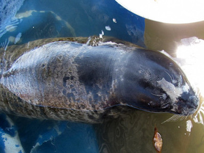 Bắt được hải cẩu ở TT-Huế