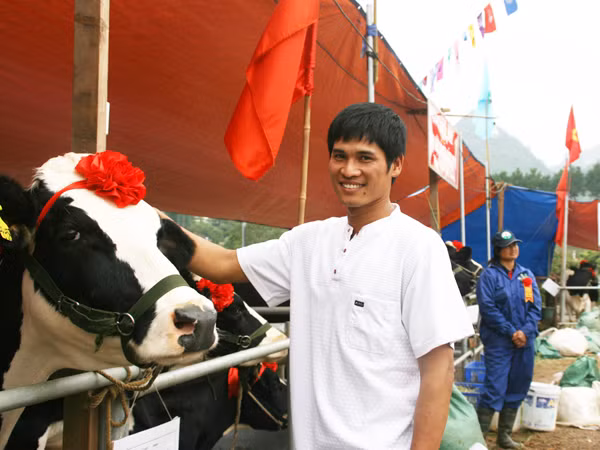 Giấc mơ tỷ phú của chàng trai nuôi bò