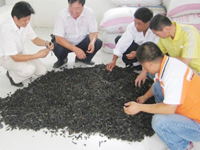 Săn đỉa, bán hơn triệu đồng/kg