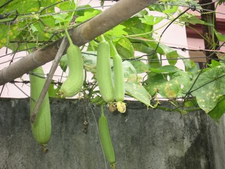 Ăn mướp chống ung thư