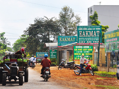 Cây giống dỏm hoành hành ở Tây Nguyên