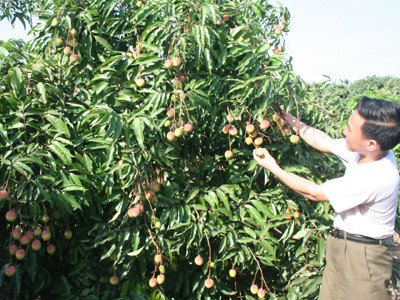 Được mùa vải, mừng ít, lo nhiều