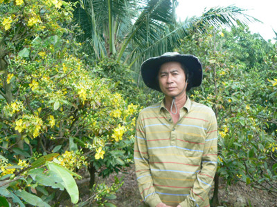 Mai nở rộ, người trồng héo hắt