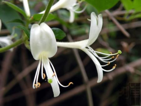 Hoa kim ngân chữa chắp mắt, lẹo mắt