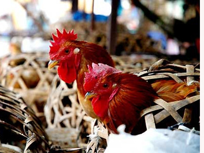 Lạng Sơn: Chậm phát hiện dịch cúm gia cầm
