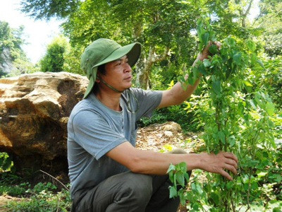 Thầy thuốc chữa bệnh bằng lá cây nổi danh xứ Nghệ