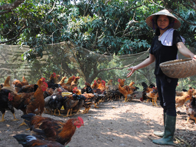 Gà đồi Yên Thế có ế?