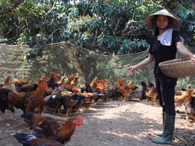 Gà đồi Yên Thế có ế?