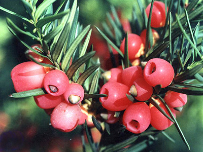 Đau đáu 'thần dược' chữa ung thư thương hiệu Việt