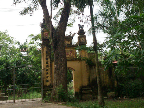 Xôn xao chuyện rao bán 'cụ sưa' 50 tỷ đồng