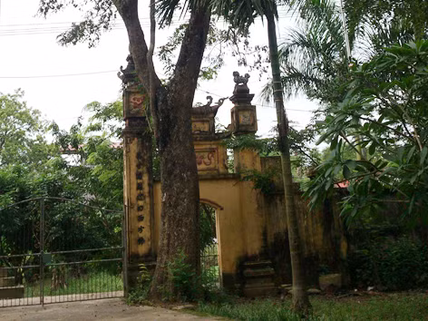 Xôn xao chuyện rao bán 'cụ sưa' 50 tỷ đồng