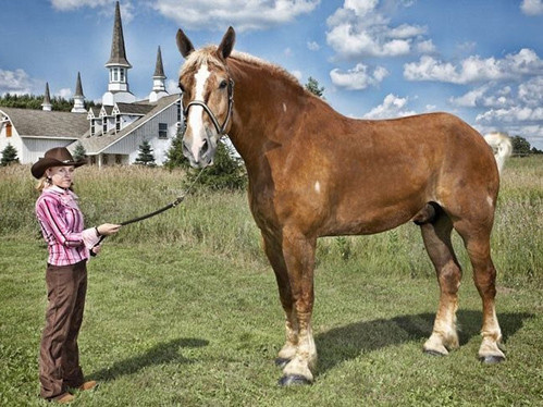 Những kỷ lục Guinness đáng kinh ngạc nhất năm 2013