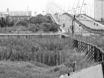 Nhiều dự án tại quận 2 “xí” đất của dân rồi bỏ hoang cho cỏ mọc nhiều năm nay. ảnh: L.T