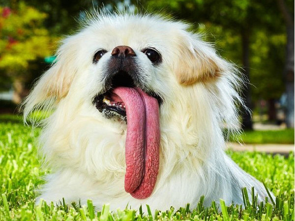 Những kỷ lục Guiness mới nhất qua ảnh - phần hai