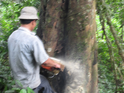 Khuất tất vụ bán đấu giá cây đứng