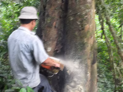 Khuất tất vụ bán đấu giá cây đứng