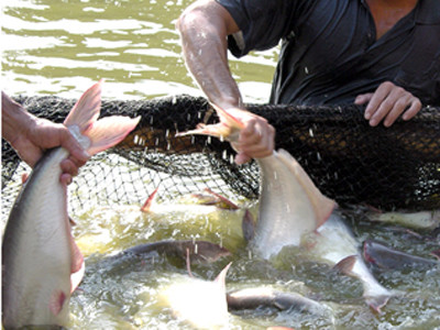 Brazil có thể áp thuế cá tra Việt Nam lên 35%
