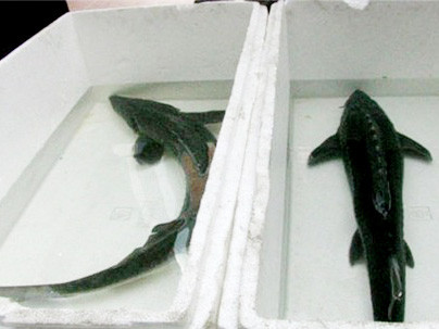 Mẹo nhanh phát hiện hàng Tàu đội lốt đặc sản Việt