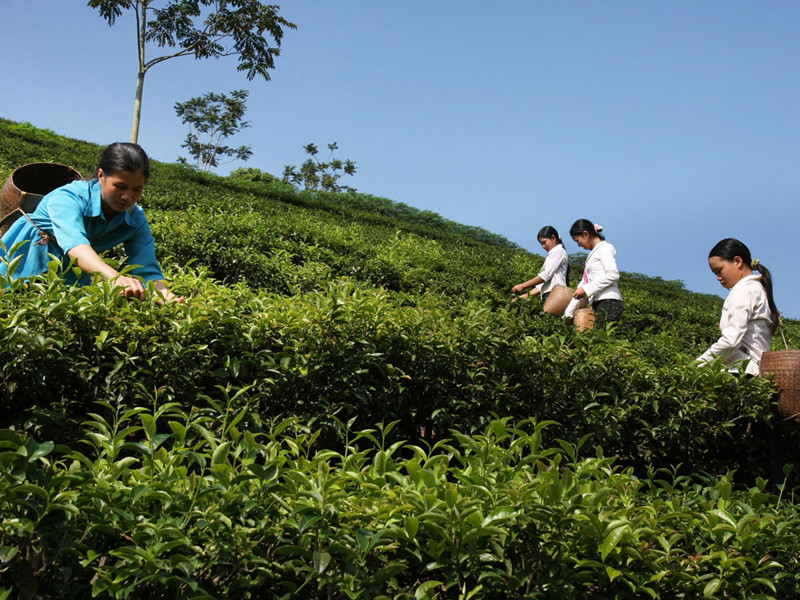 Chăm sóc đồi chè ở vùng cao Ảnh: Hồng Vĩnh