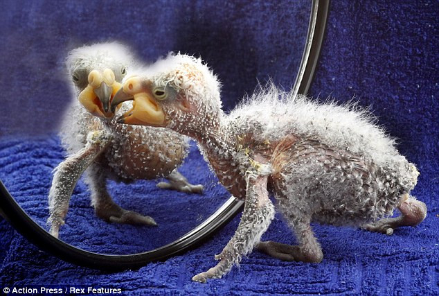 Nelson, con vẹt con “xấu xí” nhất thế giới